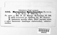 Marasmius splachnoides image